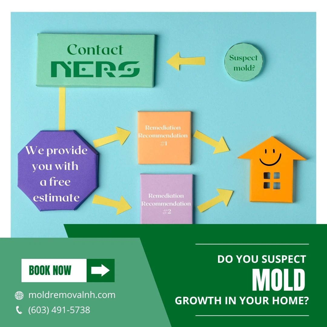 Understanding The Mold Remediation Process Step By Step Guide